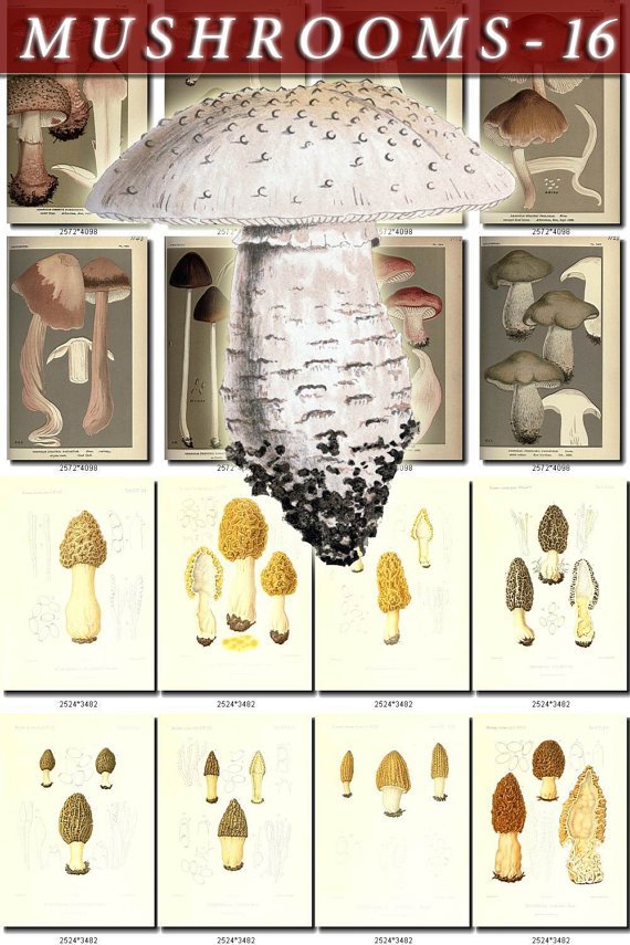 MUSHROOMS-16 329 vintage print