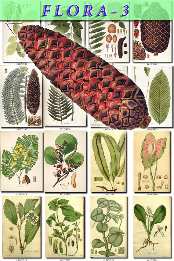 FLORA-3 317 vintage print