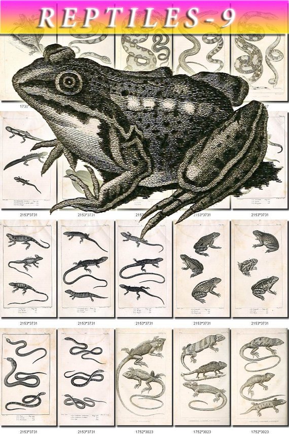REPTILES & AMPHIBIAS-9-bw 138 black-, -white vintage print