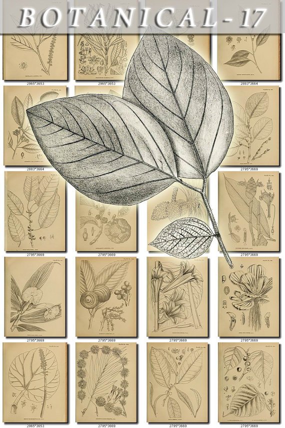 BOTANICAL-17-bw 301 black-, -white vintage print