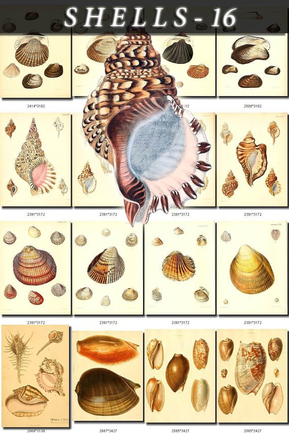 SHELLS-16-b1 249 vintage print