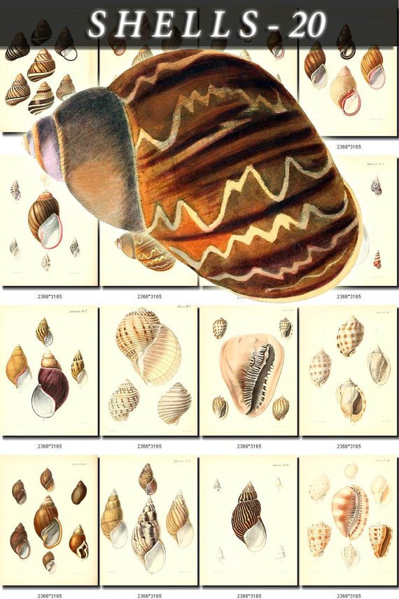 SHELLS-20 146 vintage print