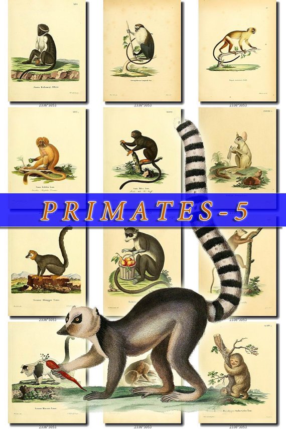 PRIMATES APES-5 62 vintage print
