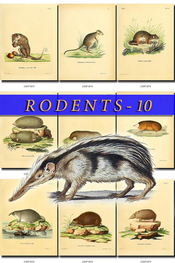 RODENTS-10 49 vintage print