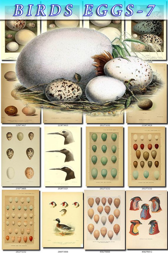 BIRDS EGGS-7 326 nests heads vintage print