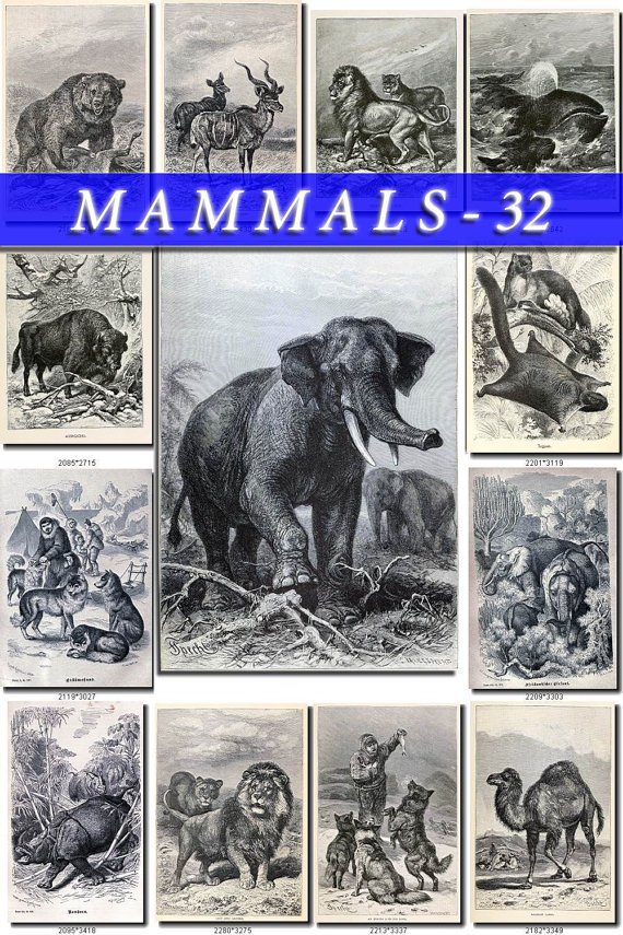 MAMMALS-32-bw 115 black-, -white vintage print