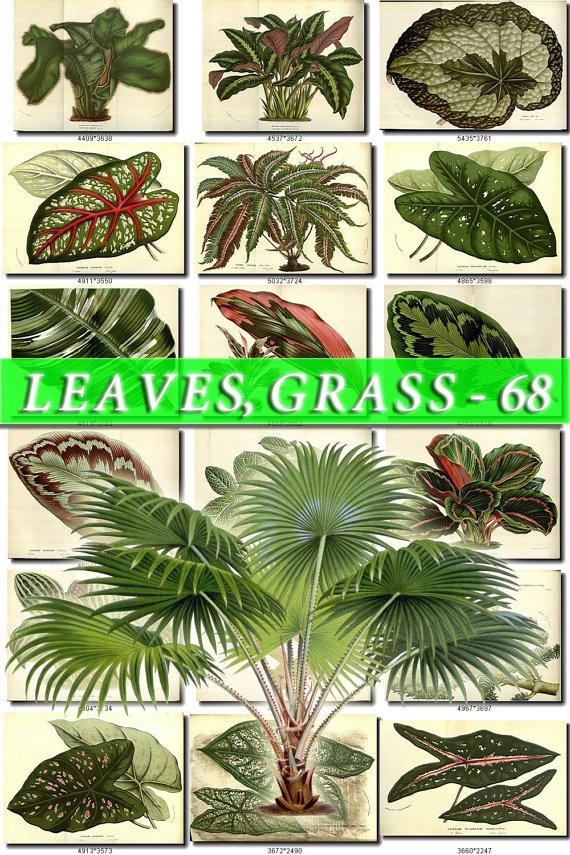LEAVES GRASS-68 276 vintage print