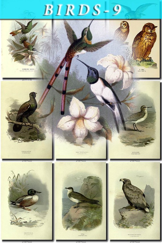 BIRDS-9 157 vintage print