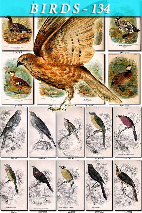 BIRDS-134 59 Crow Falcon Finch Weaver Bengaly Shrike Grakle Goose vintage print