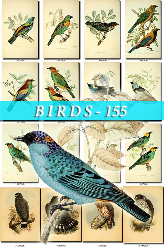 BIRDS-155 59 vintage print