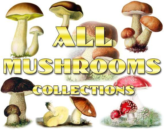 MUSHROOMS Collections 1-19 with 4900 vintage pictures printable illustrations