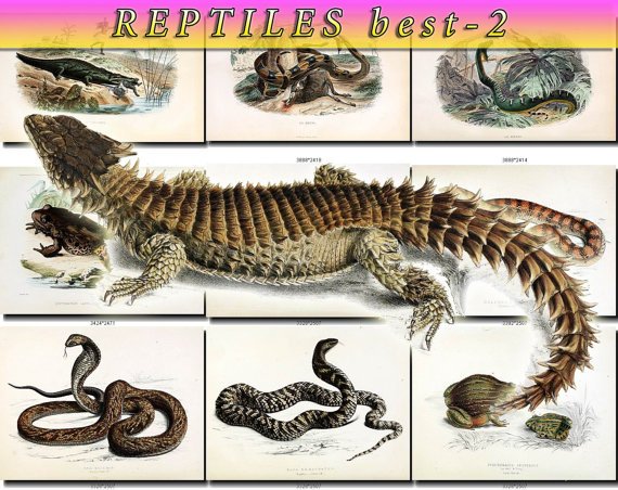 REPTILES BEST-2 & AMPHIBIAS images 105 vintage print