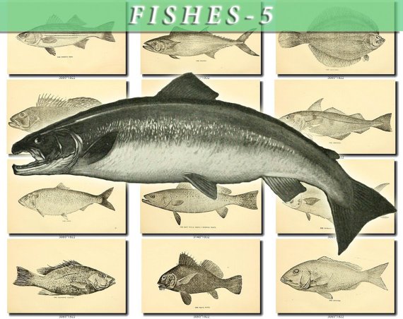 FISHES-5-bw 111 black-, -white vintage print