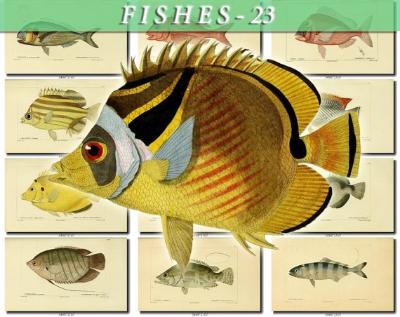 FISHES-23-b13 104 vintage print