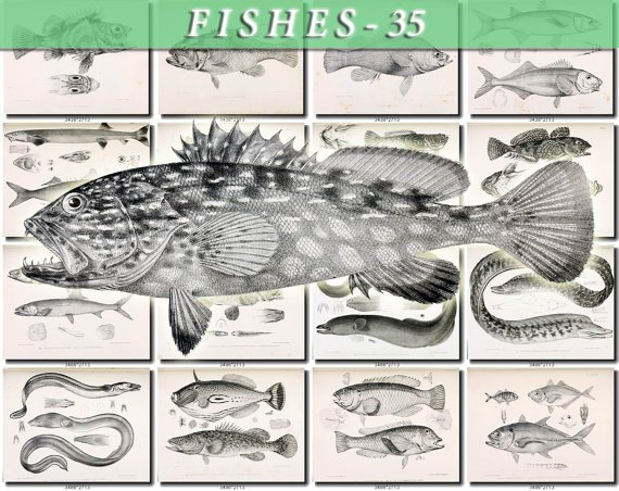 FISHES-35-bw 122 vintage print