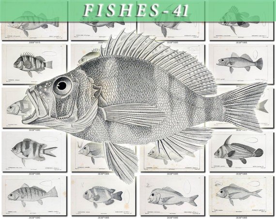 FISHES-41-bw 149 vintage print