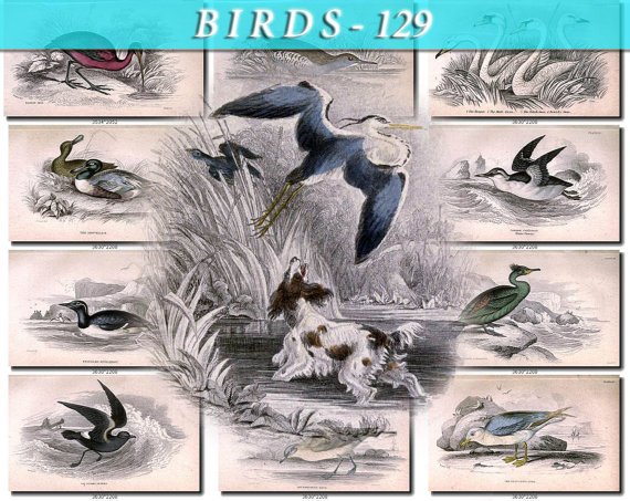 BIRDS-129 67 Water Rail Swan Shoveller Eider Duck Guillemot Petrel vintage print