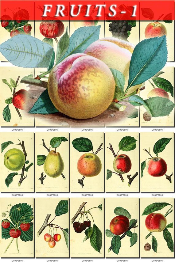 FRUITS VEGETABLES-1 143 vintage print