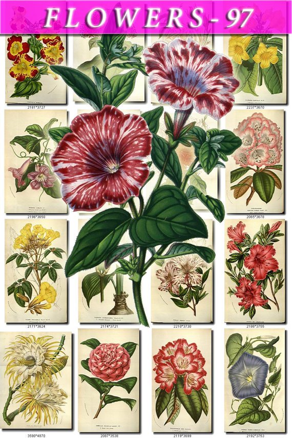 FLOWERS-97 290 vintage print
