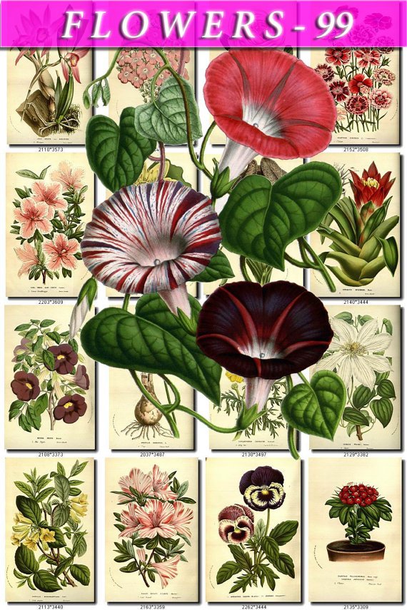 FLOWERS-99 263 vintage print