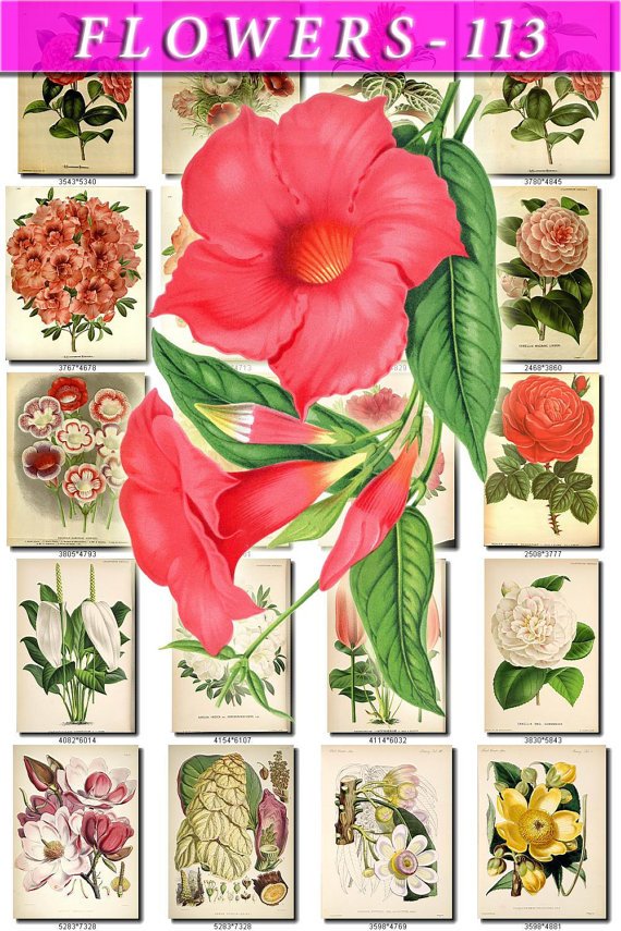 FLOWERS-113 263 vintage print