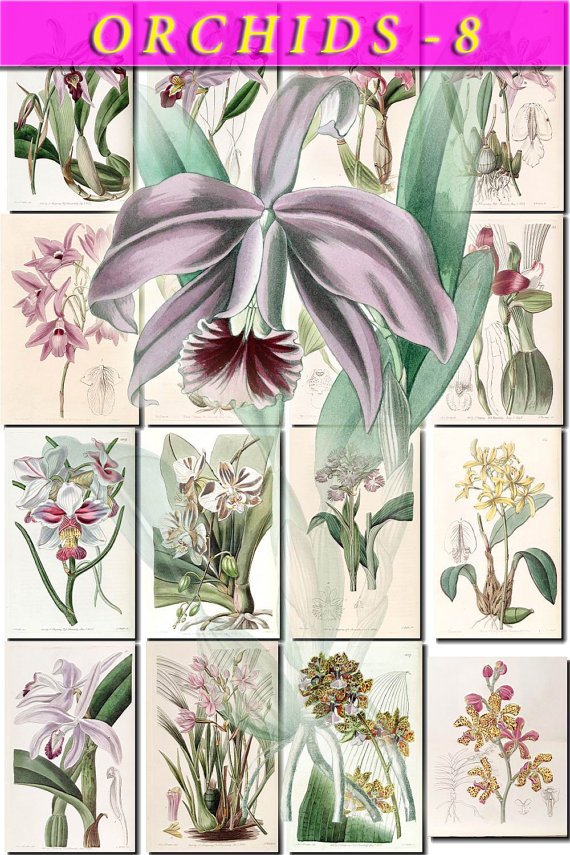 ORCHIDS-8 flowers 230 vintage print