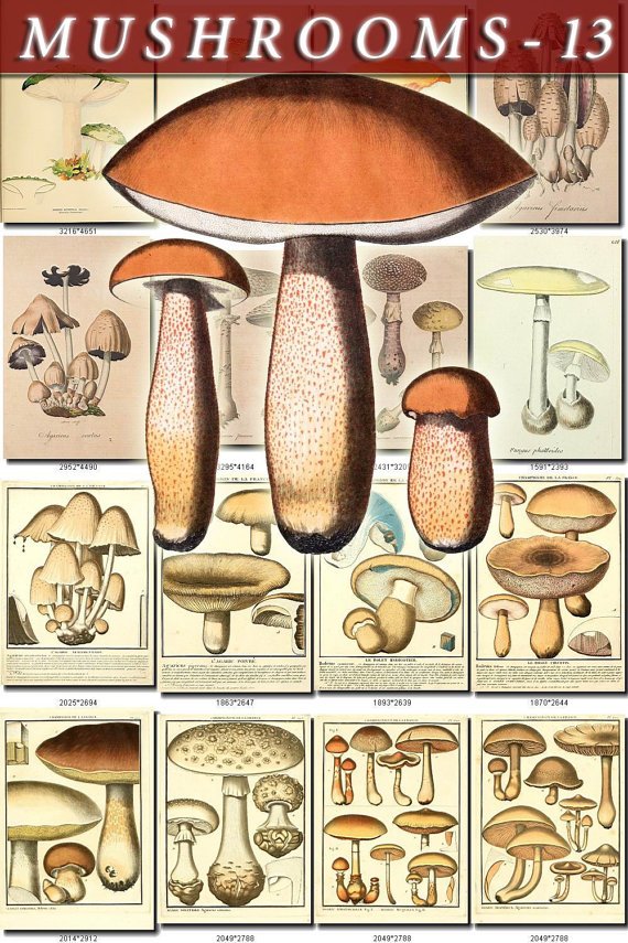 MUSHROOMS-13 273 vintage print