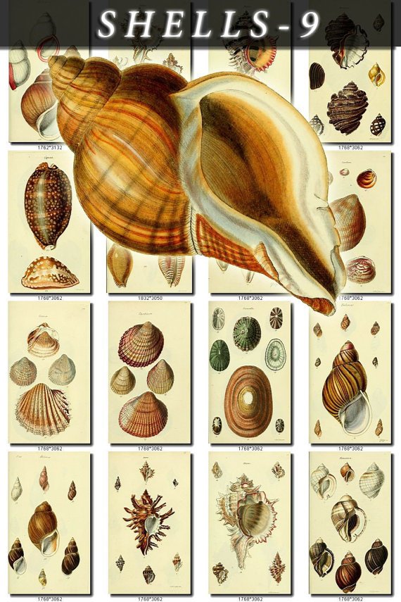 SHELLS-9 203 vintage print