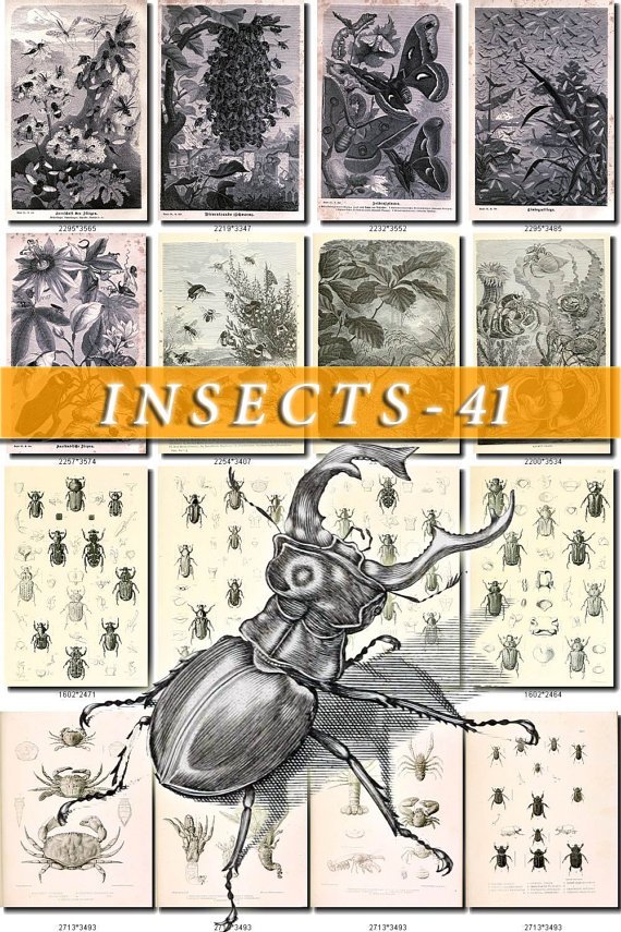 INSECTS-41-bw 177 vintage print