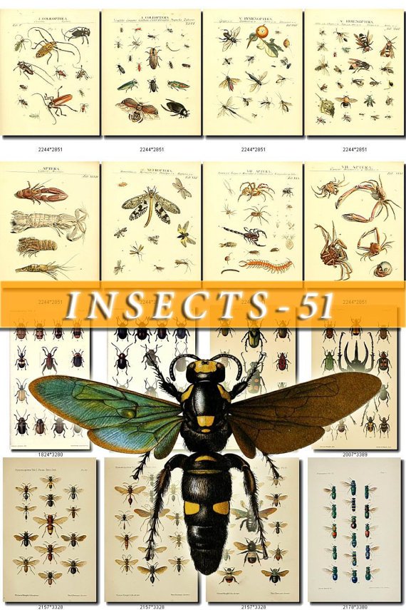 INSECTS-51 238 vintage print
