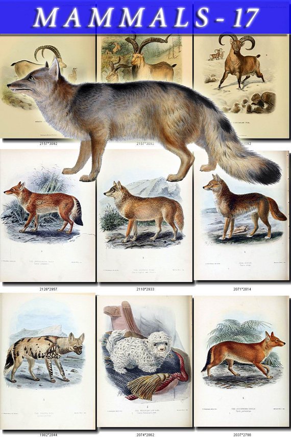 MAMMALS-17 108 vintage print
