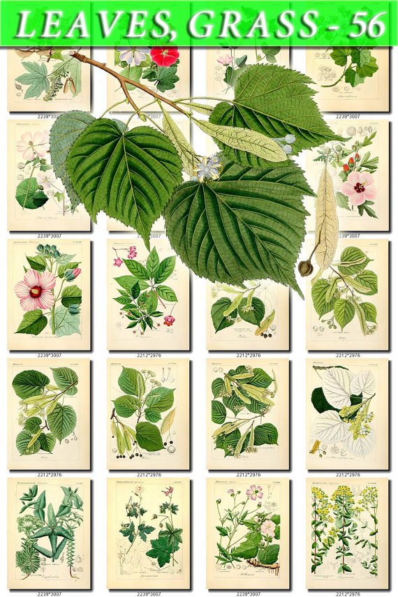 LEAVES GRASS-56 227 vintage print