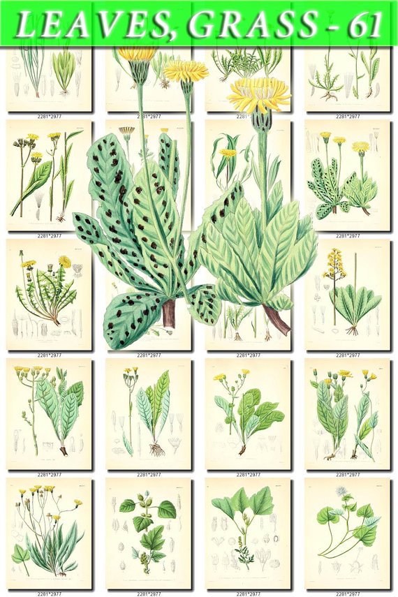 LEAVES GRASS-61 259 vintage print