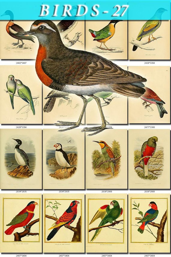 BIRDS-27 245 vintage print