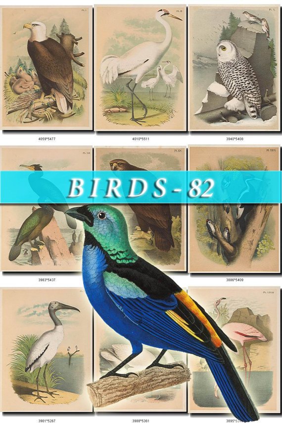 BIRDS-82 201 vintage print