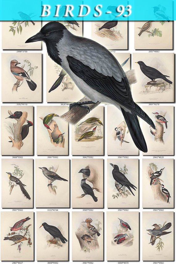 BIRDS-93 173 vintage print