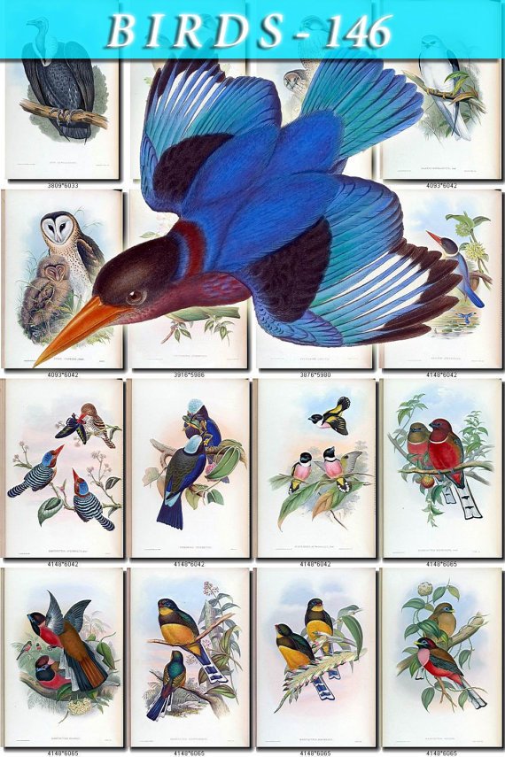 BIRDS-146 76 vintage print