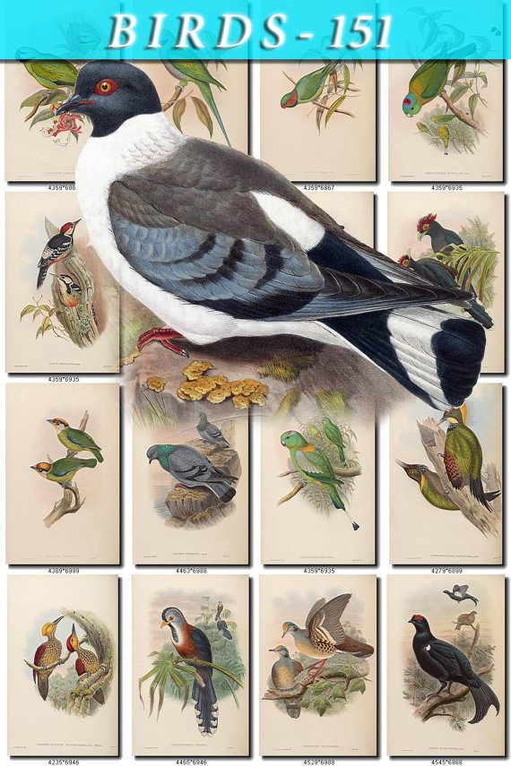 BIRDS-151 75 vintage print