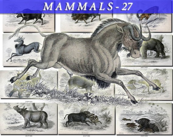 MAMMALS-27 62 vintage print