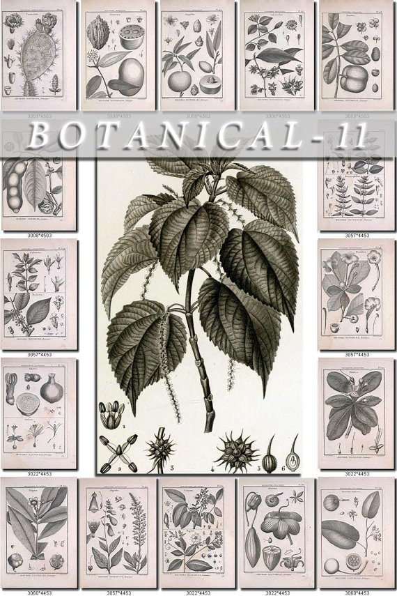 BOTANICAL-11-bw 541 black-, -white vintage print