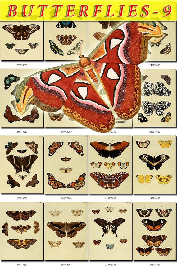 BUTTERFLIES-9 249 vintage print