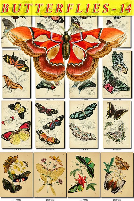 BUTTERFLIES-14 211 vintage print