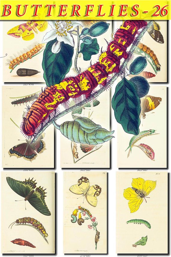 BUTTERFLIES-26 74 vintage print