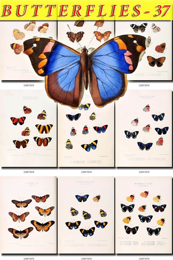 BUTTERFLIES-37 72 vintage print