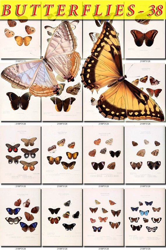 BUTTERFLIES-38 80 vintage print