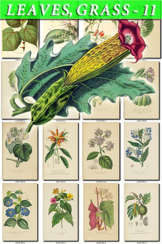 LEAVES GRASS-11 294 vintage print