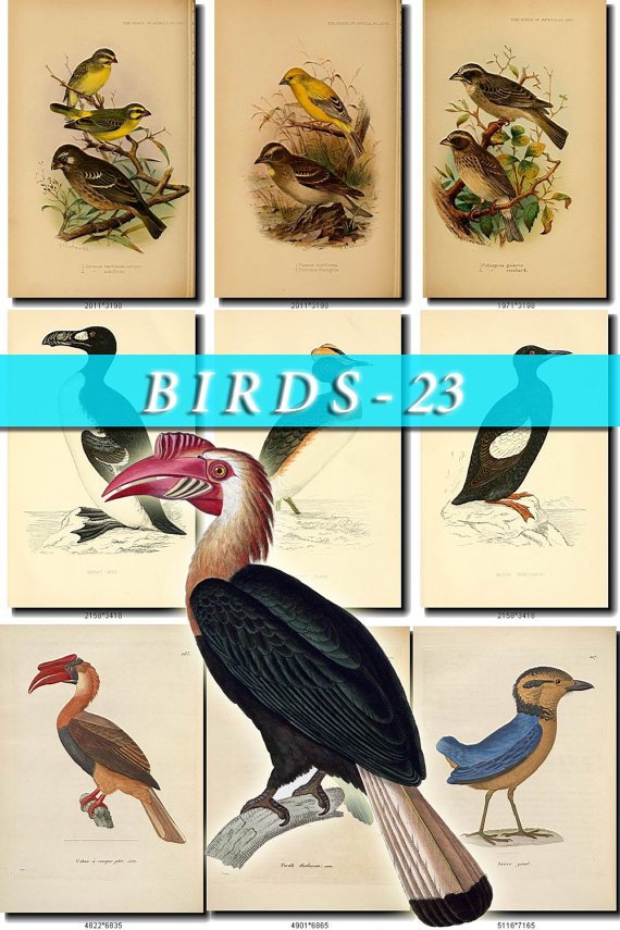 BIRDS-23 218 vintage print