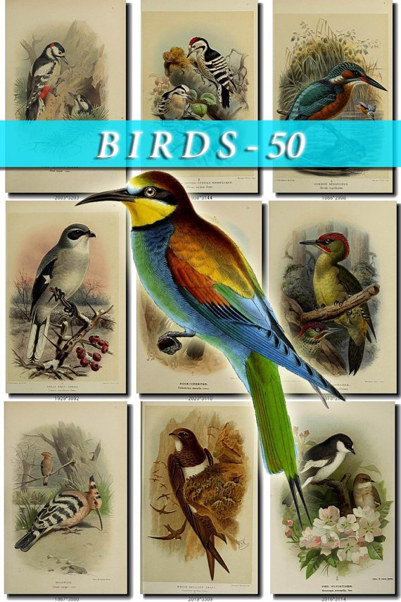 BIRDS-50 53 vintage print
