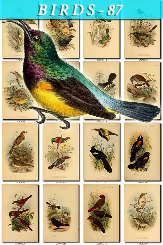 BIRDS-87 205 vintage print