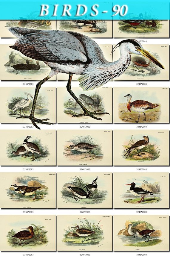 BIRDS-90 217 vintage print